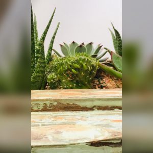 Sustrato profesional para suculentas y cactus