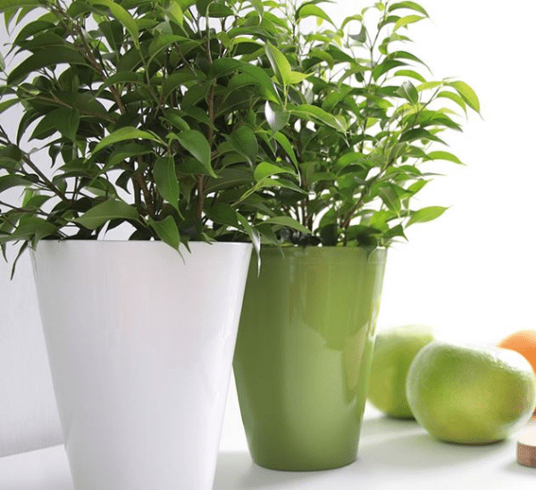 Maceta para orquídeas