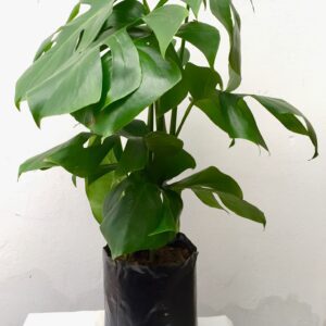 Monstera deliciosa - Costilla de Adán