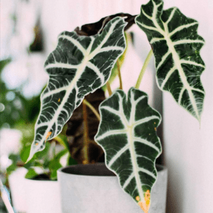 Alocasia amazónica