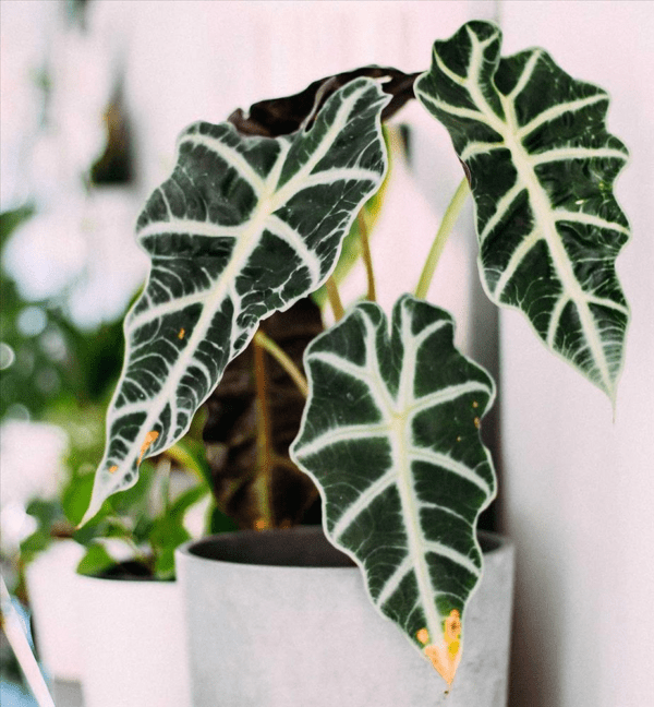 Alocasia amazónica