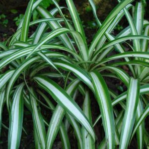 Chlorophytum comosum - Cinta de novia