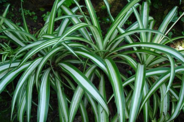 Chlorophytum comosum - Cinta de novia