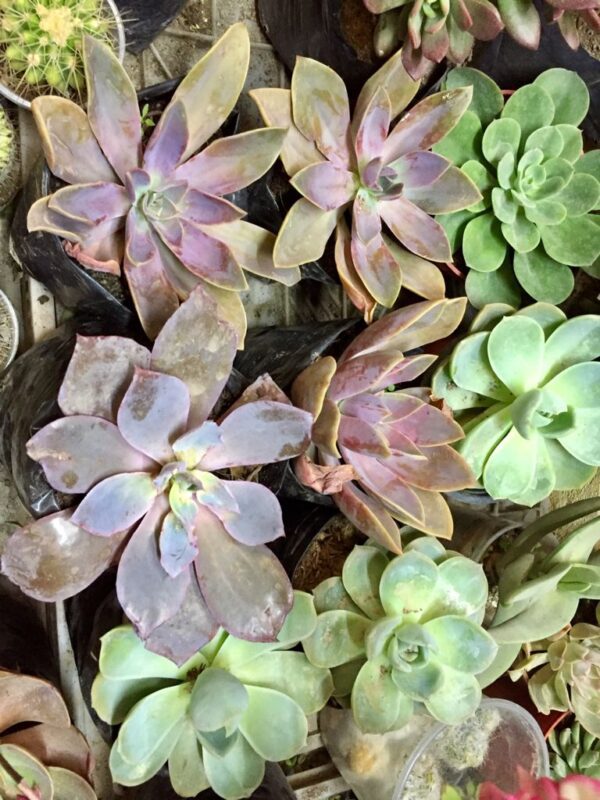Echeveria