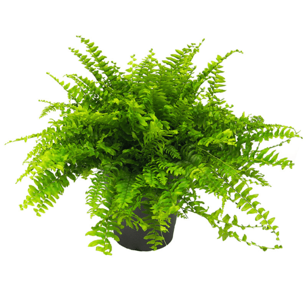 Helecho nephrolepis