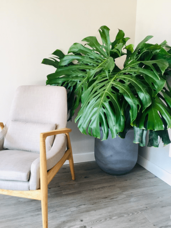 Monstera deliciosa - Costilla de Adán - Imagen 2