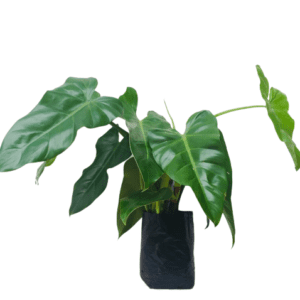 Philodendron wilsonii