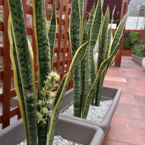 Sansevieria trifasciata