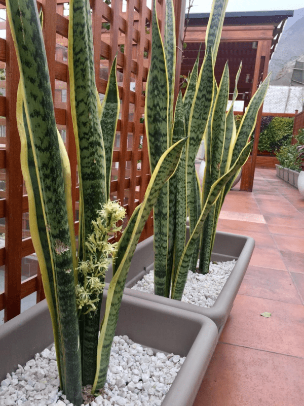 Sansevieria trifasciata