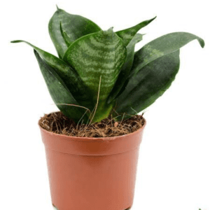 Sansevieria trifasciata verde