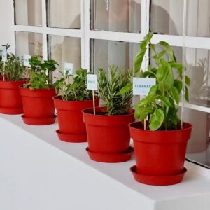 Plantas aromáticas en maceta + plato