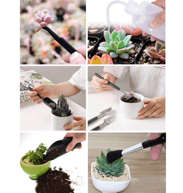Kit de herramientas para jardín - Suculentas - Imagen 2