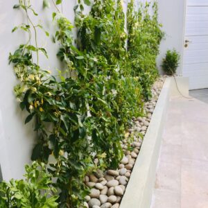 Diseño e implementación de techos verdes y jardineras