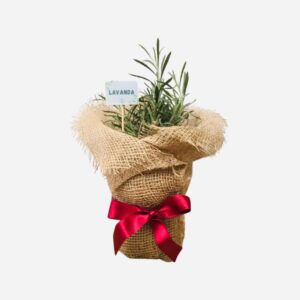 Gift planta aromática con forro de yute