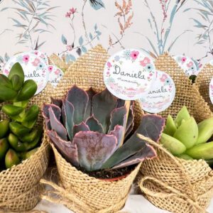 Gift suculenta con forro de yute | Kraft | maceta biodegradable