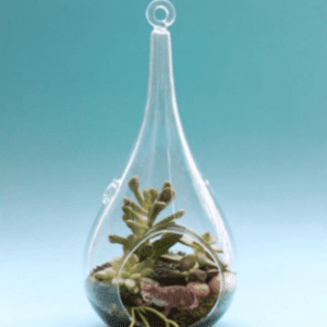 Terrario de vidrio tipo gota con suculentas